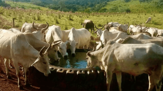 Consumo de água por cabeça de gado