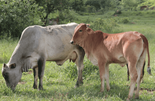 Cuidar para que o gado não seu contaminado pelo mal das cadeiras é fácil e evita o sofrimento animal 
