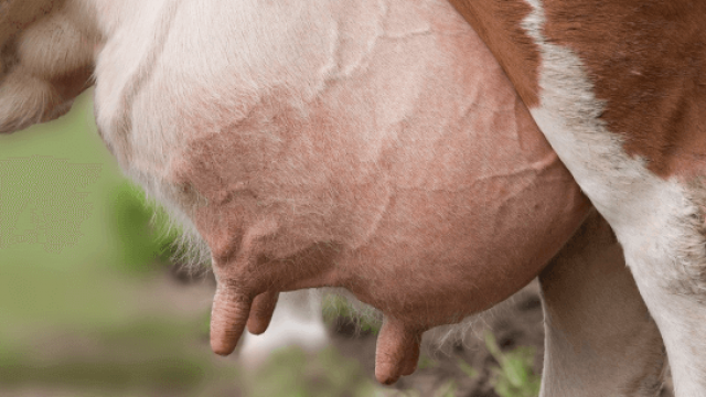 Mastite em vacas de leite: o que é, como prevenir