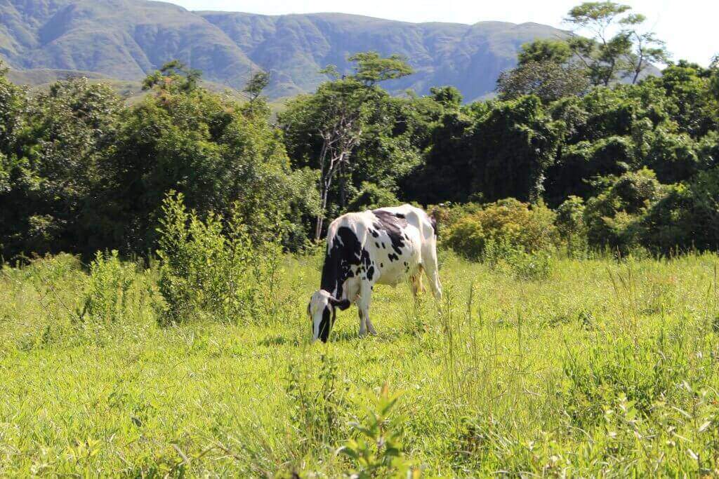 Mastite bovina precisa ser prevenida para evitar prejuízos