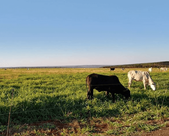 matéria seca no pasto matéria seca no pasto