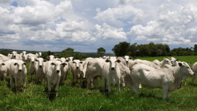 Mau manejo de gado causa prejuízos na pecuária
