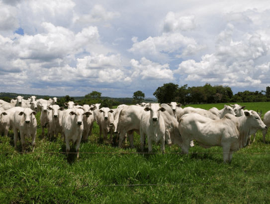 Mau manejo do gado deve ser extinto da pecuária brasileira.