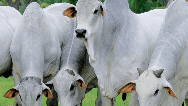 Metrite: inflamação na parece uterina das vacas