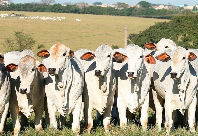 Abate de novilhas, uma tendência cada vez mais forte no MT Abate de novilhas, uma tendência cada vez mais forte no MT