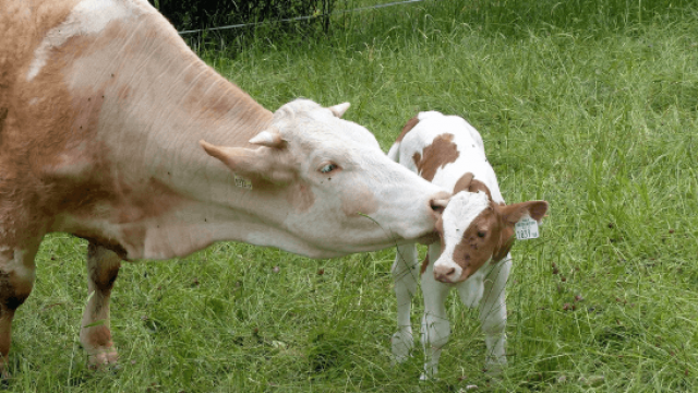Cuidados e precauções no parto de vacas