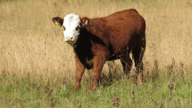 Pastagem para bovinos: quando oferecê-la para bezerros?