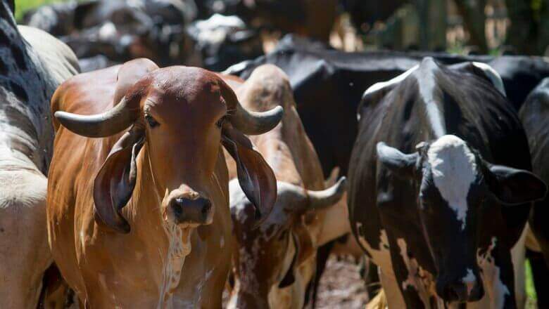 Valor Bruto da Produção Agropecuária deve crescer 1,4% em 2019 Valor Bruto da Produção Agropecuária deve crescer 1,4% em 2019