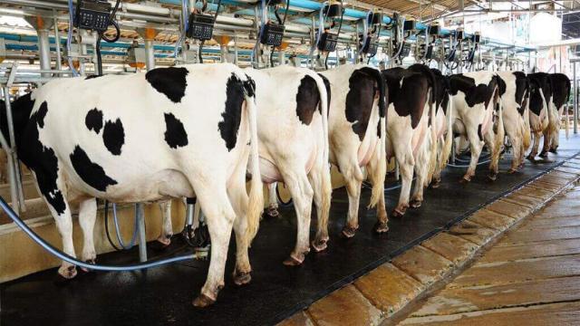 Como iniciar uma produção de gado de leite