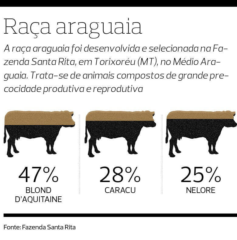 Sêmen da raça araguaia começa a ser vendido no mercado Sêmen da raça araguaia começa a ser vendido no mercado