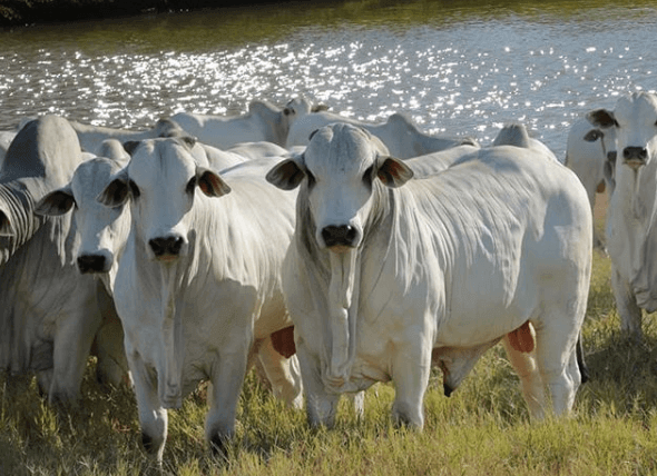 Conhecendo um pouco mais das raças de gado da pecuária brasileira raças da pecuária - Conhecendo um pouco mais das raças de gado da pecuária brasileira