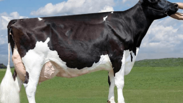 Principais raças de gado leiteiro