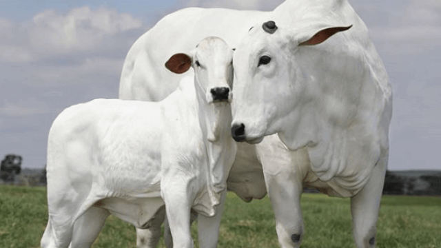 Nelore: conheça a raça bovina mais produzida no país