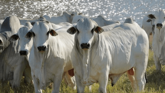 Raças de gado da pecuária brasileira