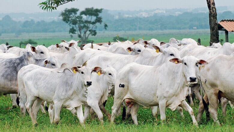 Potencial de exportação de carne em maio é de 150,4 mil t, diz Agrifatto Potencial de exportação de carne em maio é de 150,4 mil t, diz Agrifatto