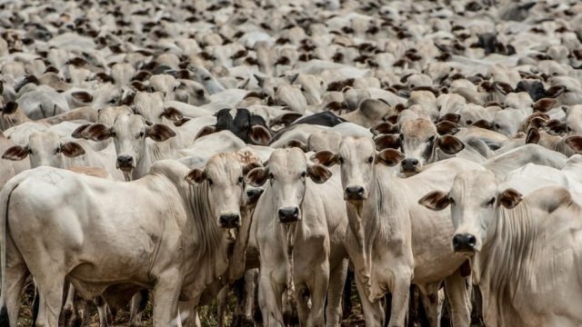 Confira as 5 principais causas de morte de bovinos