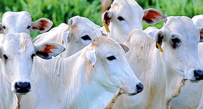 Definir protocolo contra a parasitose bovina auxilia na saúde do rebanho 