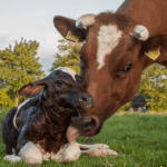 💰🐂TIP cresceu 300% em 5 anos, Água demais pode alterar a resposta do boi e muito mais! Notícias - 04/03/2026