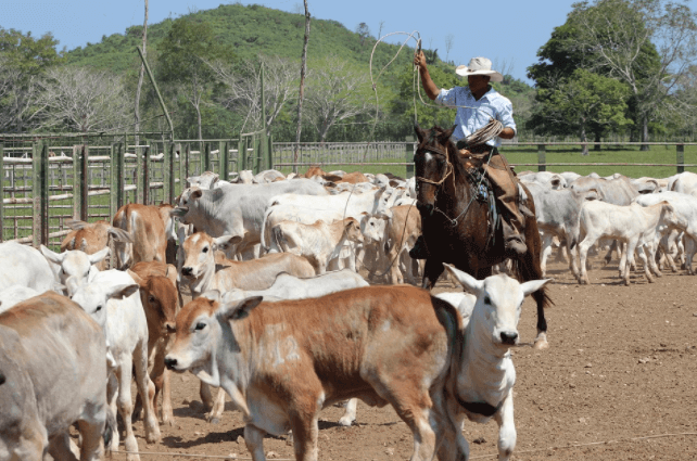Muitas propriedades contratam segurança para evitar roubo de gado 