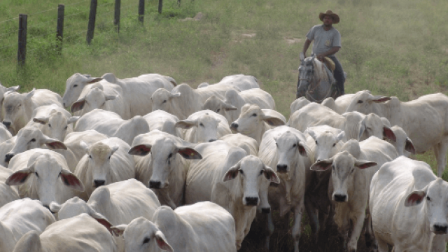 Sarna em bovinos: saiba como prevenir e tratar