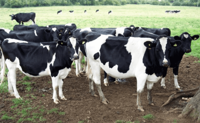 Sistema de produção de leite: suplemento para o gado