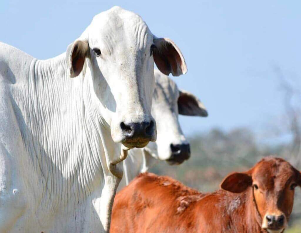 Tempo ideal para a vaca ser inseminada tempo ideal para a vaca ser inseminada - Tempo ideal para a vaca ser inseminada