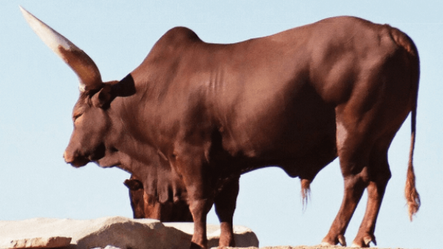 Vida útil do touro reprodutor e as causas da infertilidade