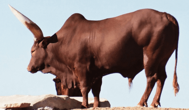 vida útil de um touro reprodutor