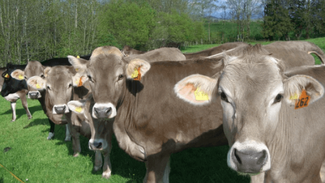 Tripanossomose bovina é temida pelos produtores