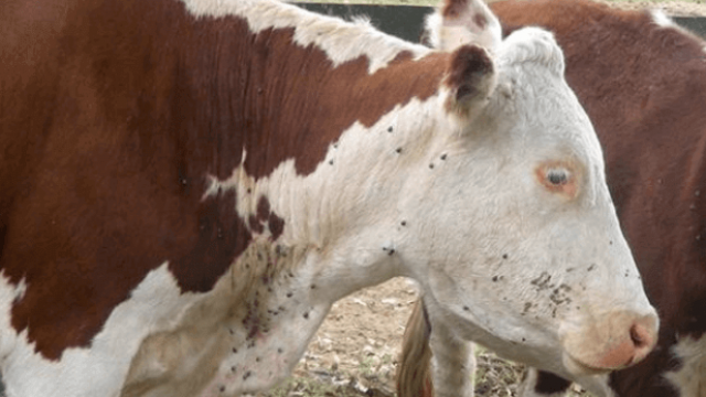 Tristeza parasitária bovina: como evitar no gado