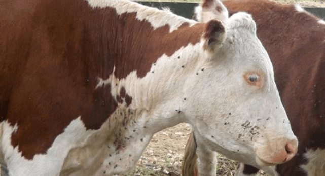 tristeza parasitária bovina