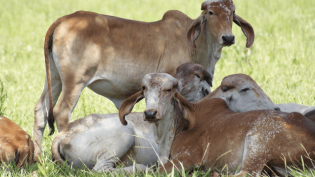 Ureia agrícola: posso dar para o gado?