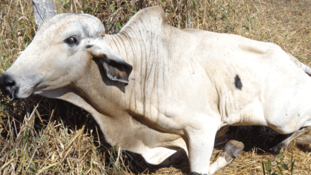 Síndrome da Vaca Caída: previna a doença