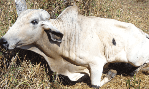 Síndrome da Vaca Caída causa sofrimento animal por afetas membros e impedir a mobilidade 