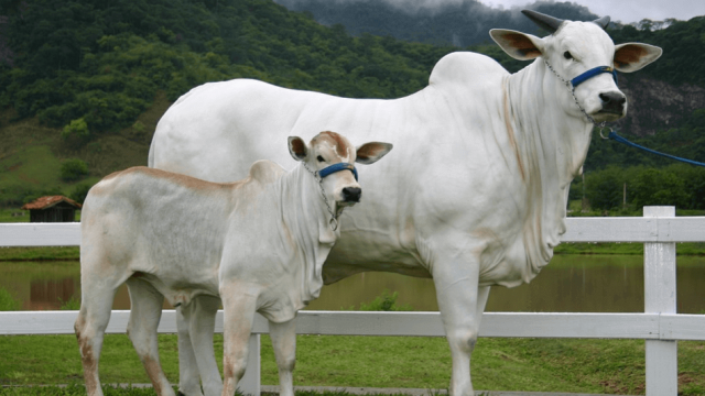 Vaca de primeira cria é investimento na pecuária?