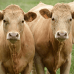 Sintomas de vaca intoxicada