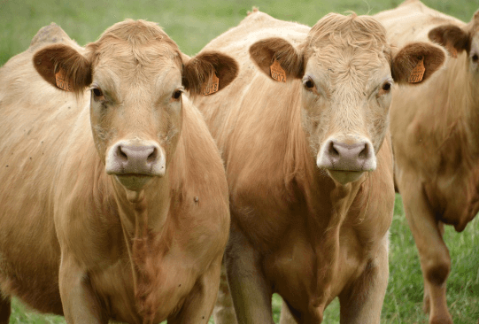 Vaca intoxicada traz grandes prejuízos ao produtor. Saiba como prevenir. 