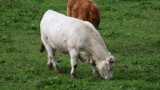 Como fazer a substituição de vacas de corte ao ano