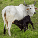 Como fazer o descarte de vacas leiteiras