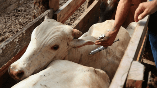 Controle de vacinação de gado: perguntas e respostas