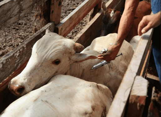 controle de vacinação de gado