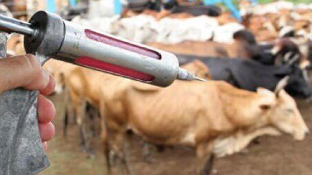 Como vacinar o gado: confira 5 dicas