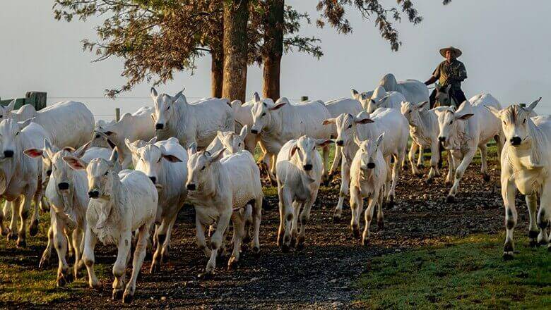 Valor Bruto da Produção Agropecuária deve crescer 1,4% em 2019 Valor Bruto da Produção Agropecuária deve crescer 1,4% em 2019