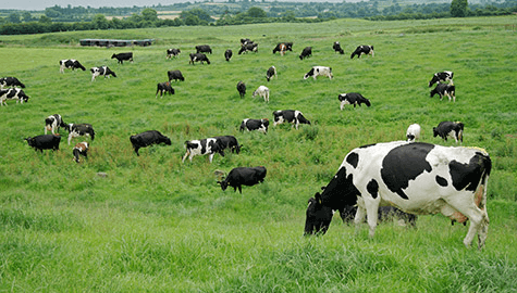 Diferença entre vermífugos para bovinos varia entre as fases do animal.