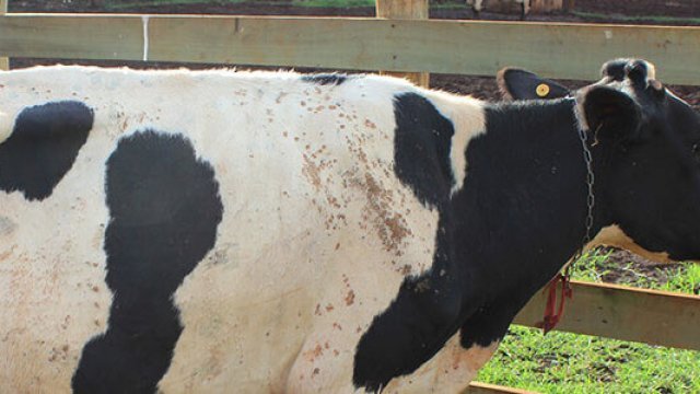 papilomavirus bovino tratamento