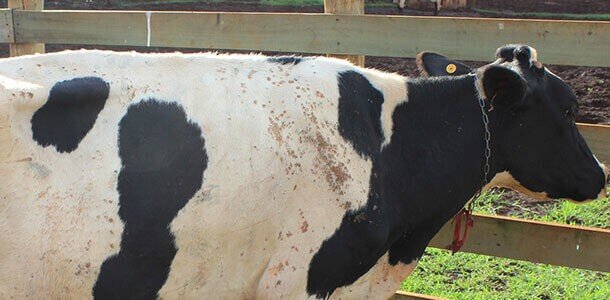 Verrugas em bovinos causam grande prejuízo econômico nas propriedades brasileiras 