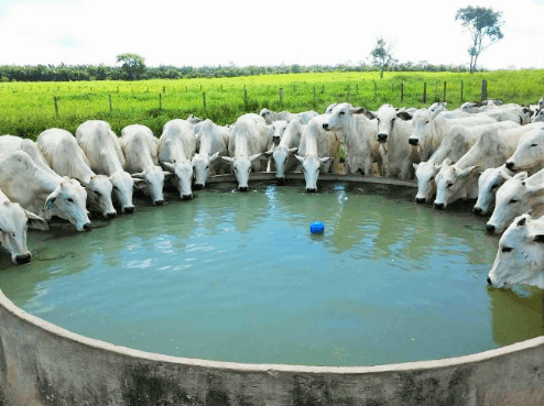 Água para bovinos é essencial para manter a produtividade dos negócios em dia. Água para bovinos é essencial para manter a produtividade dos negócios em dia.