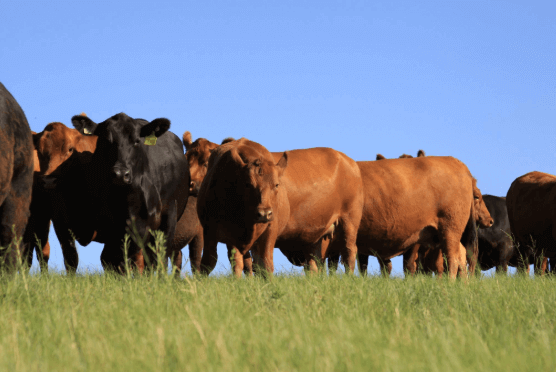 Raça angus produz carne de alta qualidade e com boa apreciação na gastronomia Raça angus produz carne de alta qualidade e com boa apreciação na gastronomia