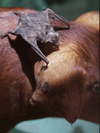 Picada de morcego em bovinos pode transmitir raiva ataques de morcegos - Picada de morcego em bovinos pode transmitir raiva