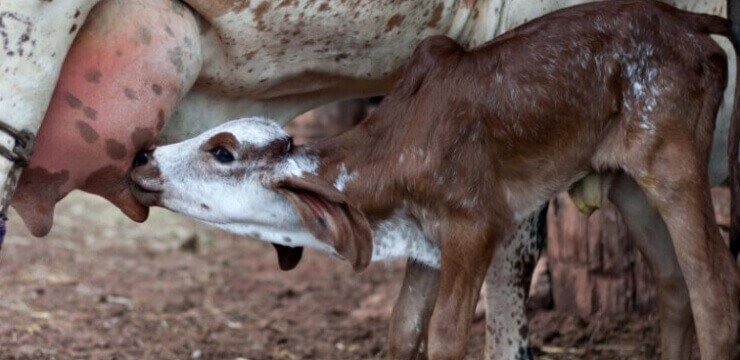Como cuidar de bezerros recém-nascidos bezerro recem nascido - Como cuidar de bezerros recém-nascidos